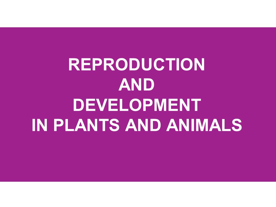 REPRODUCTION AND DEVELOPMENT IN PLANTS AND ANIMALS - ppt video online  download