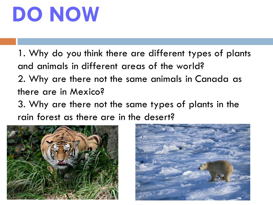 DO NOW 1. Why do you think there are different types of plants and animals  in different areas of the world? 2. Why are there not the same animals in  Canada. - ppt download