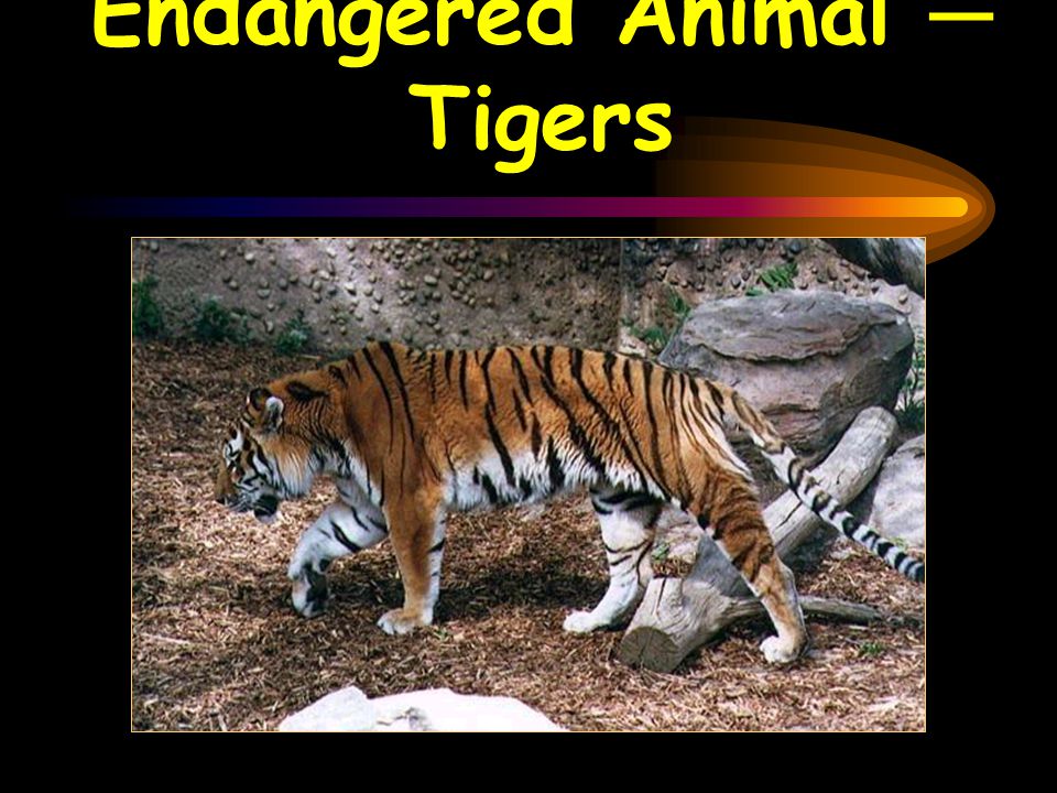 Endangered Animal ─ Tigers - ppt video online download Endangered Animal ─ Tigers - ppt video online download