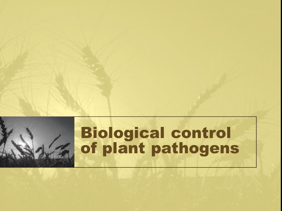 Biological control of plant pathogens - ppt video online download