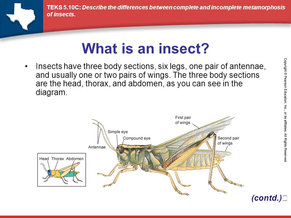What is an insect? Insects have three body sections, six legs, one pair of  antennae, and usually one or two pairs of wings. The three body sections  are. - ppt download