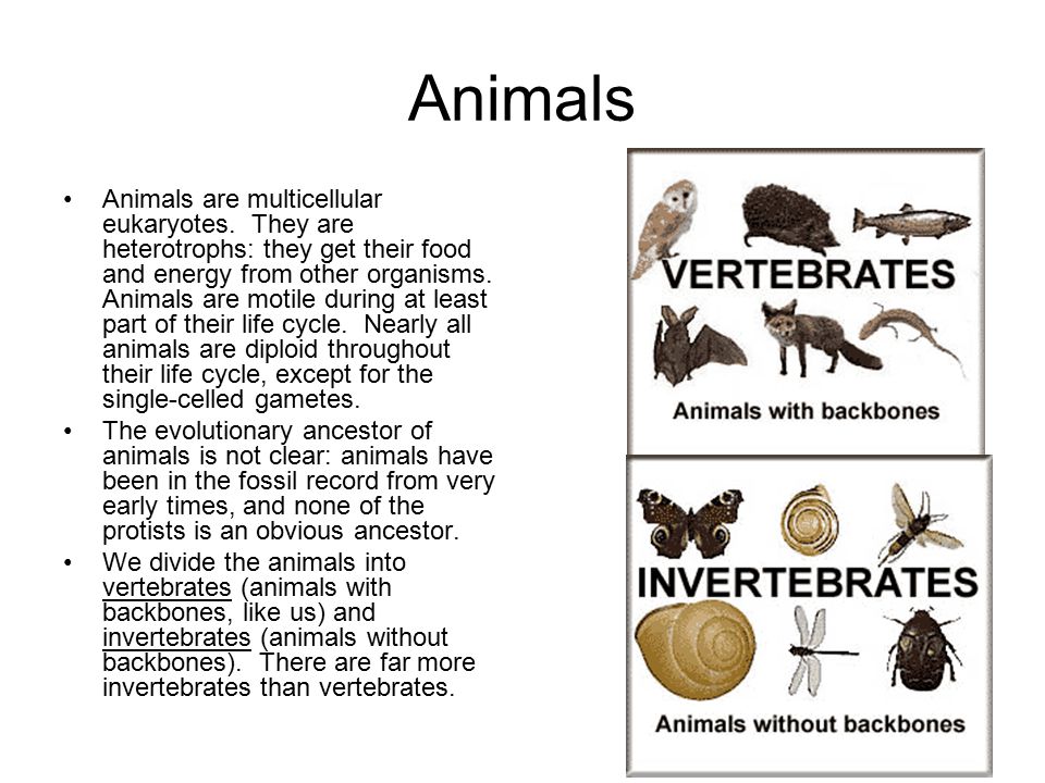 Animals Animals are multicellular eukaryotes. They are heterotrophs: they  get their food and energy from other organisms. Animals are motile during  at. - ppt download