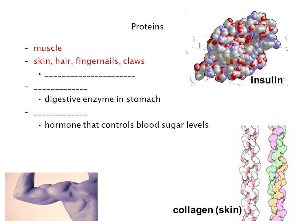 Regents Biology collagen (skin) Proteins insulin –muscle –skin, hair,  fingernails, claws –______ digestive enzyme in stomach. - ppt download