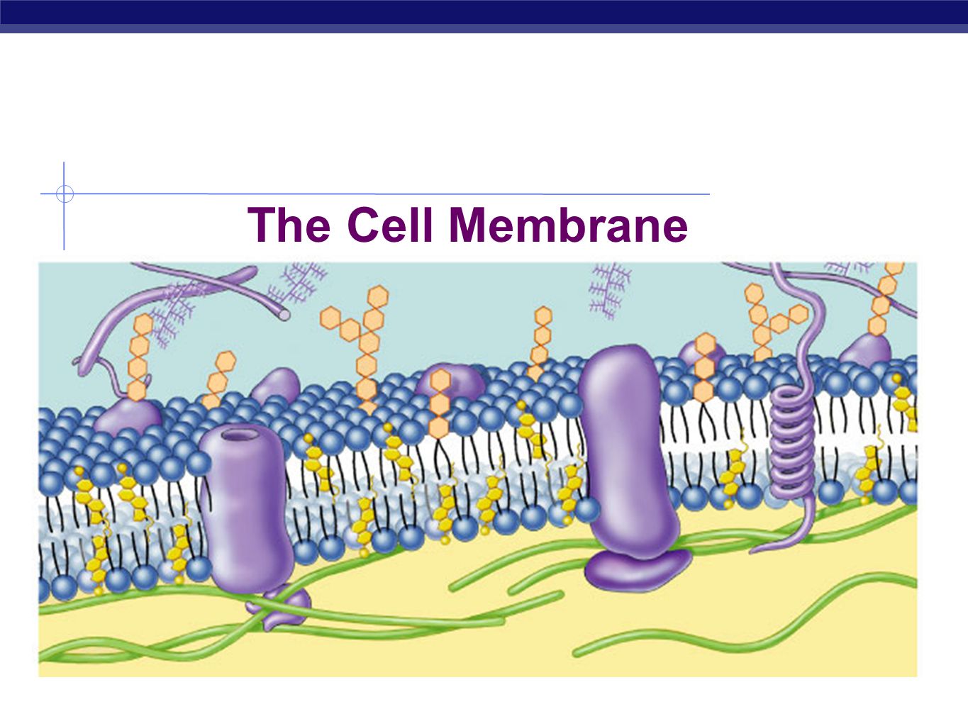SOLVED: Correctly Identify the following parts of the cell membrane: -  Cytoskeleton - Integral Protein - Carbohydrate - Pore Protein - Cholesterol  - Phospholipid Bilayer - Membrane Protein