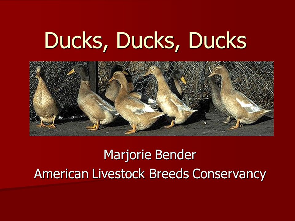 Rouen - Non-Industrial Duck - The Livestock Conservancy
