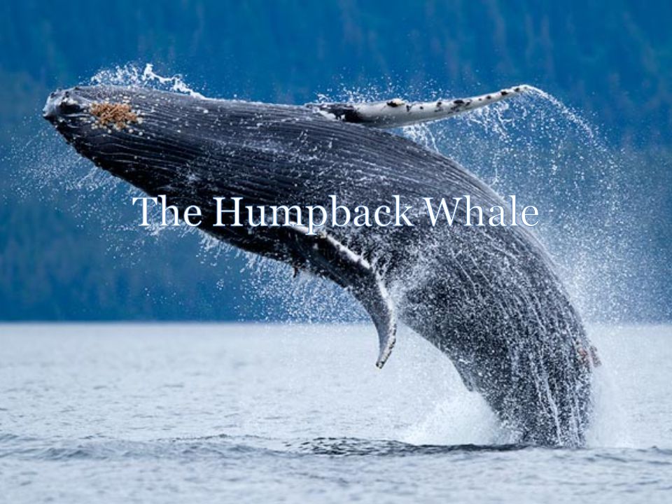 Physical Appearance The Humpback Whale is a filter feeder, which feed on  small creatures, and it is a type of baleen whales. Humpback Whales are  black. - ppt download