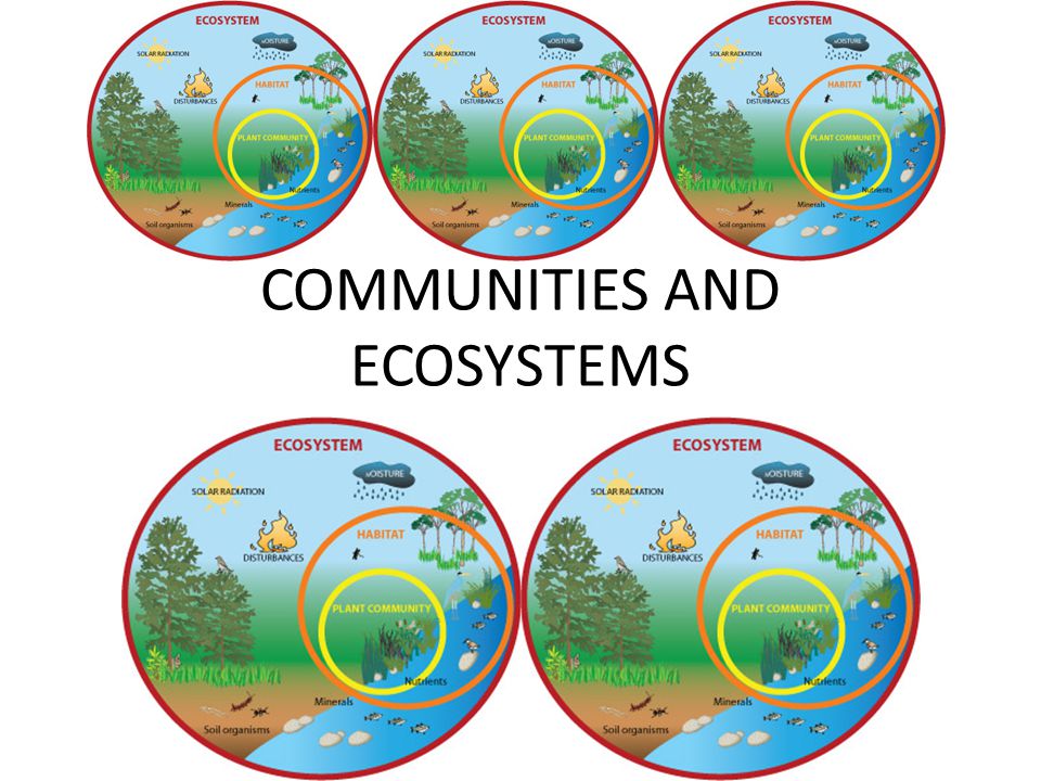 COMMUNITIES AND ECOSYSTEMS. COMMUNITY-LEVEL ECOLOGY – COMMUNITY DEF  ??  DEFINING CHARACTERISTICS OF A COMMUNITY – DIVERSITY (BIO-DIVERSITY) –  PREVALENT. - ppt download