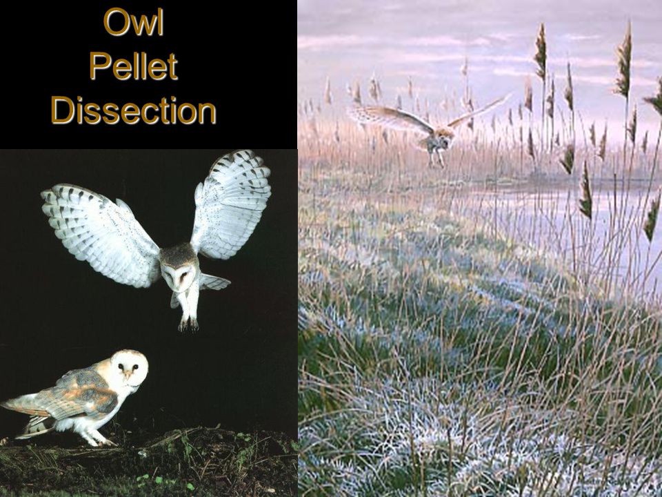 DISSECTING An OWL PELLET﻿ - Steep Rock Association