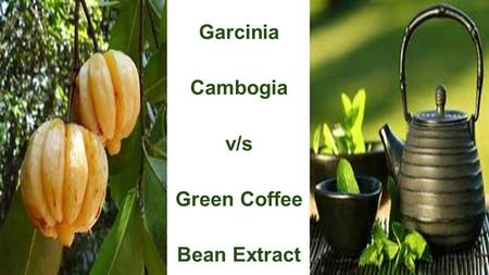 Garcinia Cambogia v/s Green Coffee Bean Extract. Garcinia Cambogia Proven weight loss results.