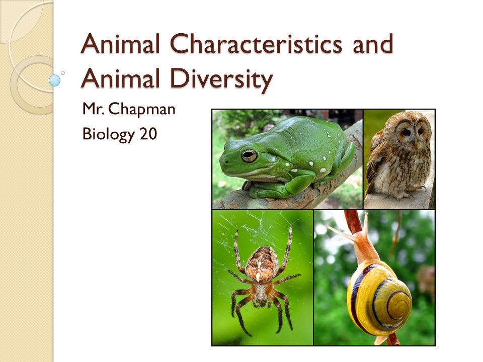 Animal Characteristics and Animal Diversity - ppt video online download Animal Characteristics and Animal Diversity - ppt video online download