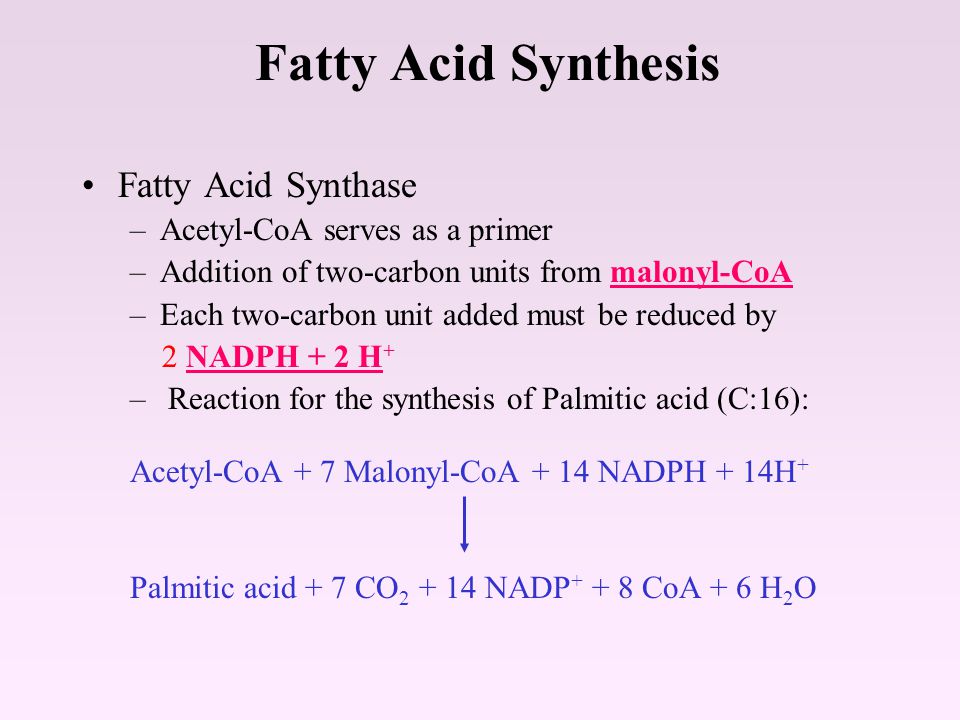 Fatty Acid Synthesis Fatty Acid Synthase Acetyl-CoA serves as a primer -  ppt video online download