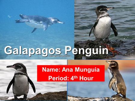 Galapagos Penguin Scientific Name: Spheniscus mendiculus Primarily in the Fernandina Island and the west coast of Isabela Island of the Galapagos Islands.