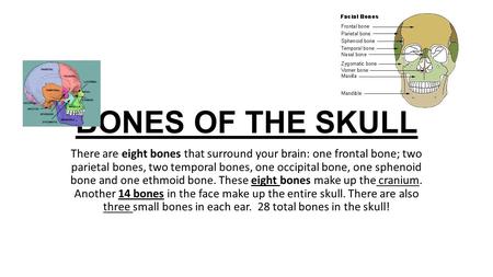 BONES OF THE SKULL There are eight bones that surround your brain: one frontal bone; two parietal bones, two temporal bones, one occipital bone, one sphenoid.
