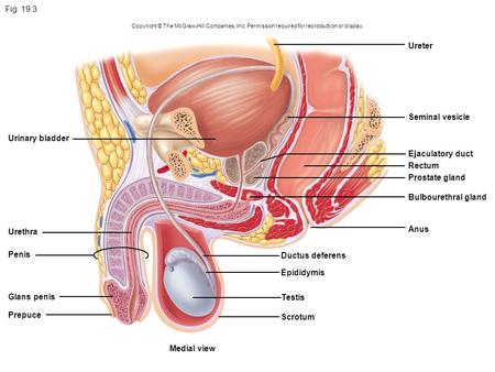 Fig Ureter Seminal vesicle Urinary bladder Ejaculatory duct