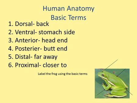 Human Anatomy Basic Terms 1. Dorsal- back 2. Ventral- stomach side 3. Anterior- head end 4. Posterier- butt end 5. Distal- far away 6. Proximal- closer.