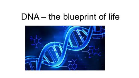 DNA – the blueprint of life. The Real Deal DNA stands for DEOXYRIBONUCLEIC ACID DNA is the genetic material found in the nucleus DNA can be found as chromatin.