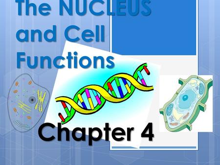 The NUCLEUS and Cell Functions Chapter The Function of the Nucleus within the Cell Animal Cells Animal cells are equipped with many structures.