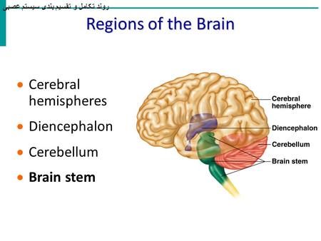 Regions of the Brain  Cerebral hemispheres  Diencephalon  Cerebellum  Brain stem روند تکامل و تقسیم بندی سیستم عصبی.