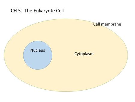 CH 5. The Eukaryote Cell Cell membrane Cytoplasm Nucleus.