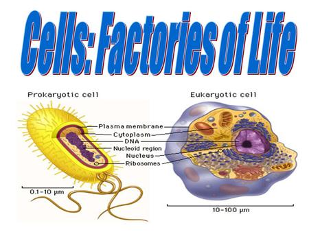 All Eukaryotic Cells Contain Special Structures Called Organelles Organelles do the “work” of the cell.