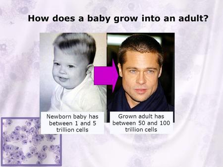 How does a baby grow into an adult? Newborn baby has between 1 and 5 trillion cells Grown adult has between 50 and 100 trillion cells.