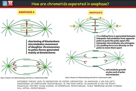 How are chromatids separated in anaphase? DIFFERENT FORCES LEAD TO SEPARATION OF SISTER CHROMATIDS: IN ANAPHASE A (ON THE LEFT) SHORTENING OF KINETOCORE.