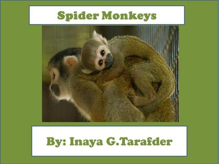 Spider Monkeys By: Inaya G.Tarafder. Animal Facts Description The Spider Monkey are colors of black, brown, buff, and gold. those are the colors of a.