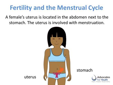 Fertility and the Menstrual Cycle A female’s uterus is located in the abdomen next to the stomach. The uterus is involved with menstruation. uterus stomach.