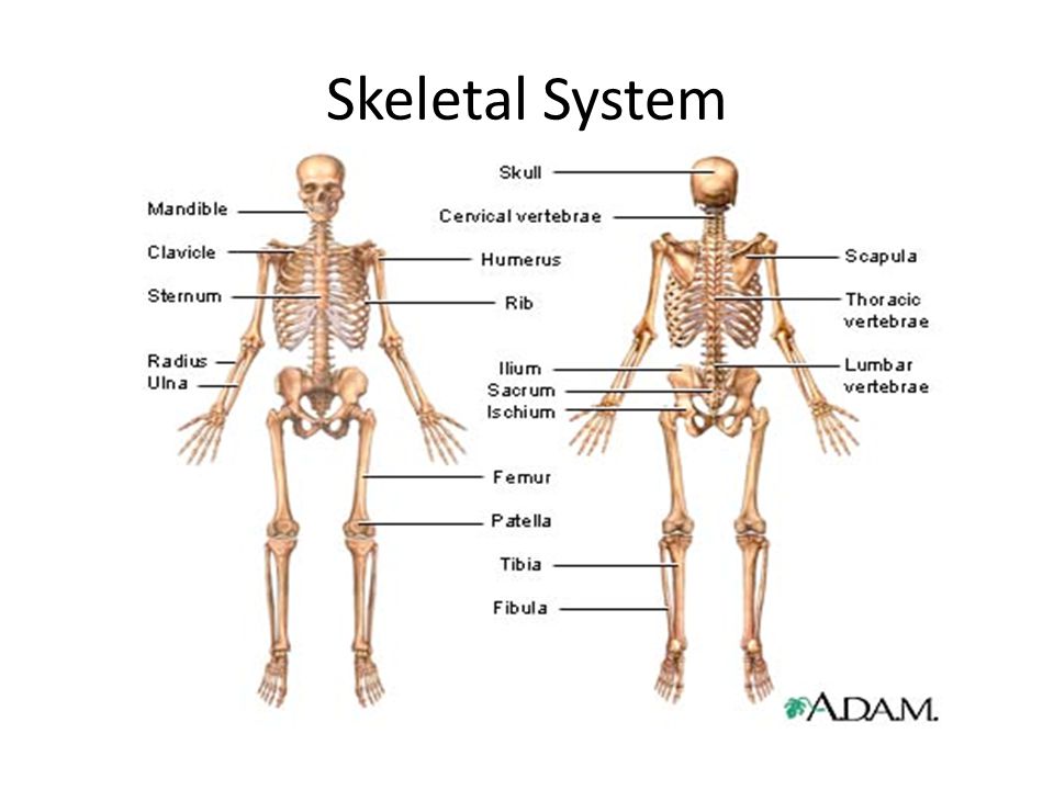 skeletal system organs