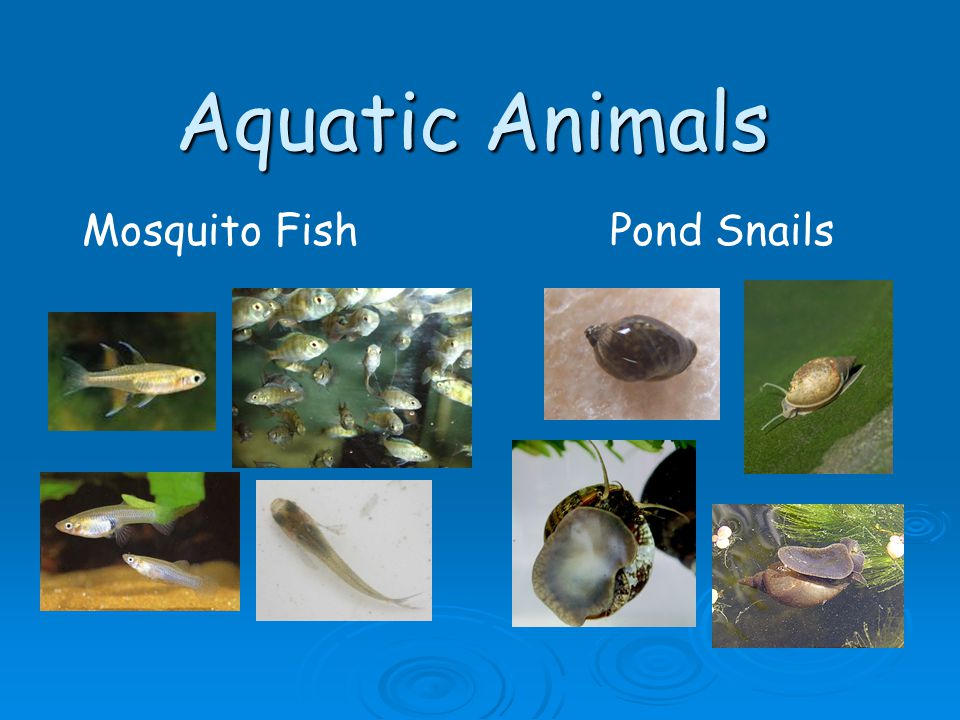 Aquatic Animals Mosquito Fish Pond Snails. - ppt video online download