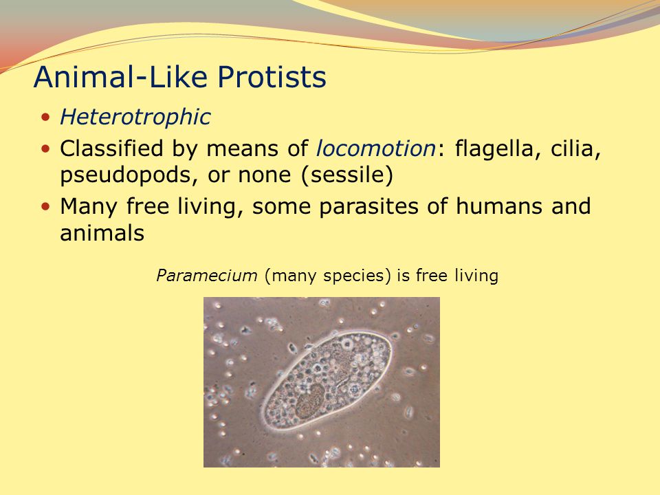 Paramecium (many species) is free living - ppt download
