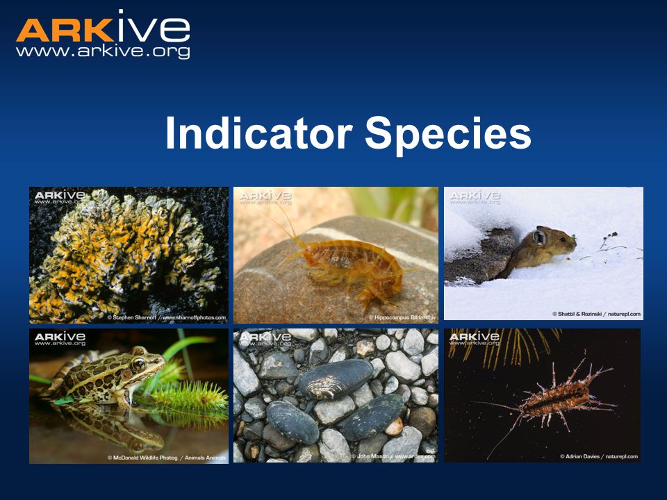 indicator species