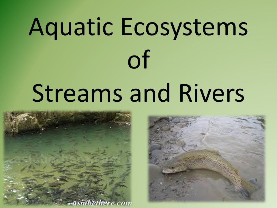 Aquatic Ecosystems of Streams and Rivers. I. Life in the Streams   and animals living in the fast moving water of streams and rivers have  developed. - ppt download