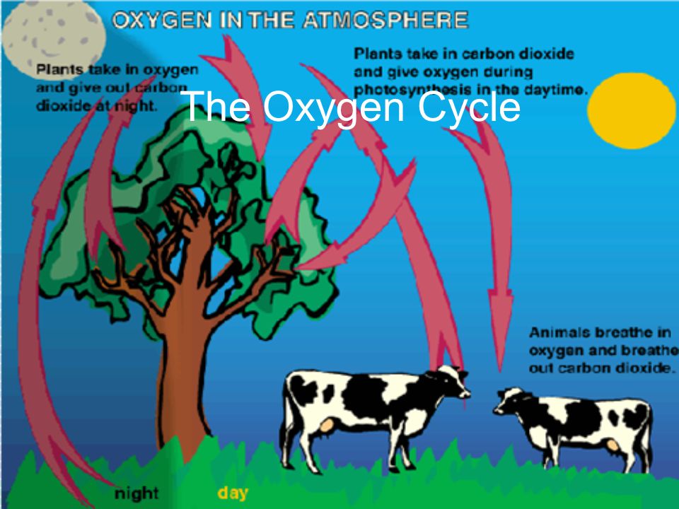 The Oxygen Cycle. Photosynthesis The process by which light energy is  converted to chemical energy. - ppt download