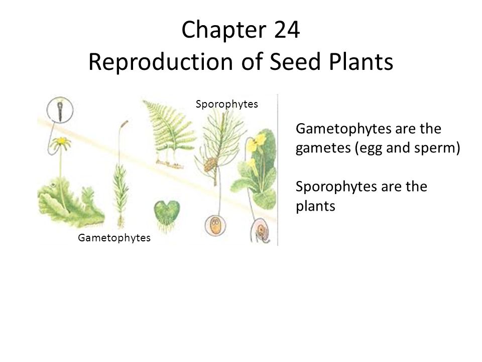 Chapter 24 Reproduction Of Seed Plants Ppt Video Online Download Chapter 24 Reproduction Of Seed Plants Ppt Video Online Download