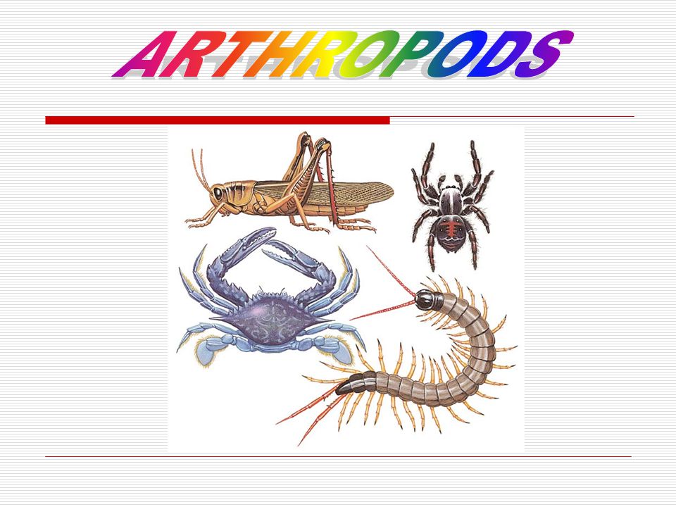 They have got 6 legs and 3 main parts; the head, the thorax and the  abdomen. A big part of insects have got wings. The early stage is different  form. - ppt download