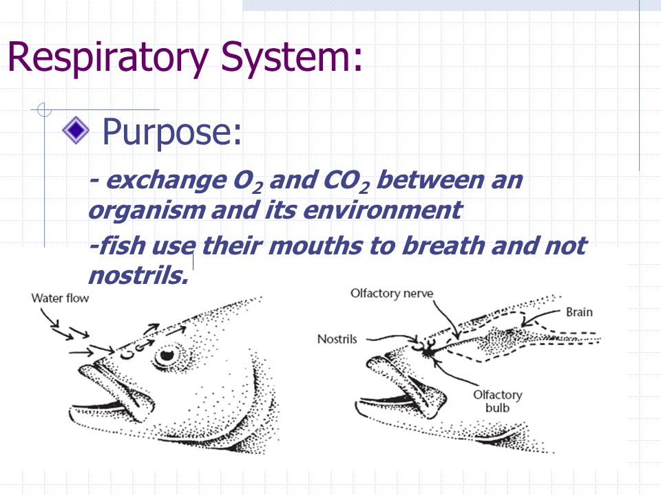 Respiratory System: Purpose: - exchange O 2 and CO 2 between an organism  and its environment -fish use their mouths to breath and not nostrils. -  ppt download