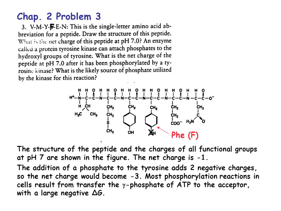Chap 2 Problem 3 F X Phe F The Structure Of The Peptide And The Charges Of All Functional Groups At Ph 7 Are Shown In The Figure The Net Charge Is