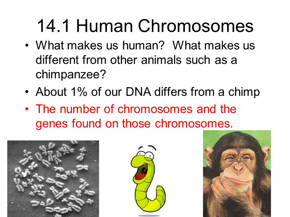 Human Chromosomes What makes us human? What makes us different from other animals such as a chimpanzee? About 1% of our DNA differs from a chimp. - ppt video online download Human Chromosomes What makes us human? What makes us different from other animals such as a chimpanzee? About 1% of our DNA differs from a chimp. - ppt video online download