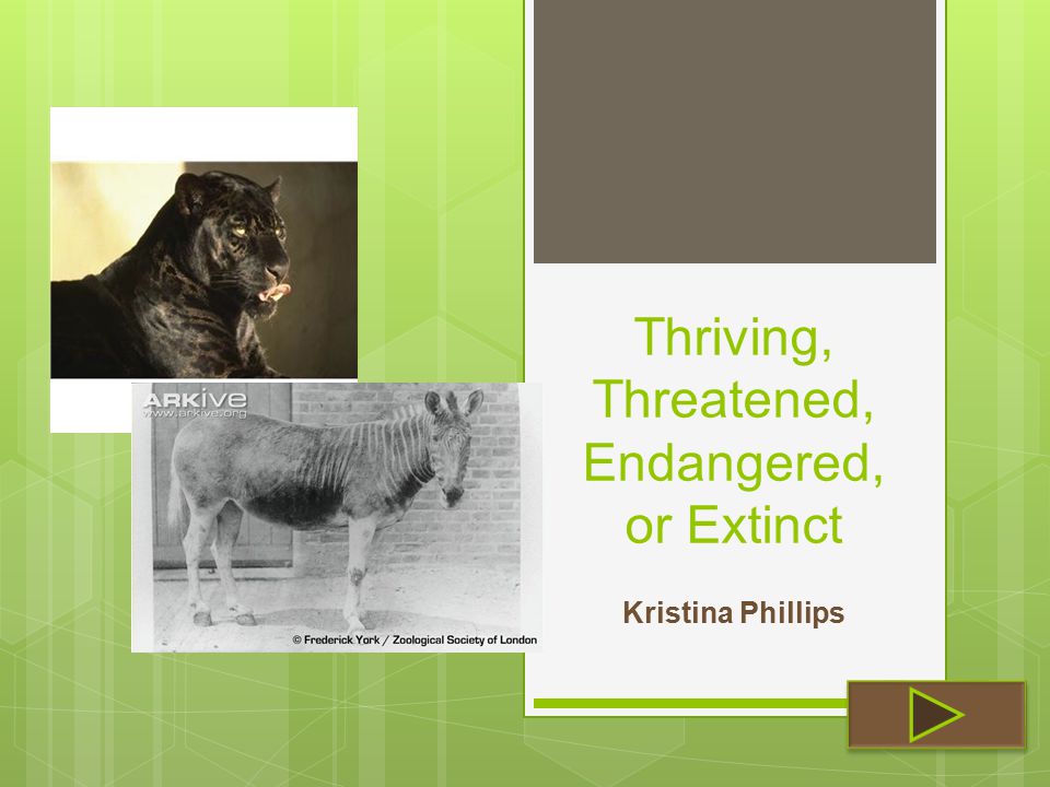 Thriving, Threatened, Endangered, or Extinct - ppt video online download