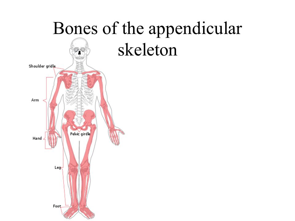 which appendicular bones have a styloid process