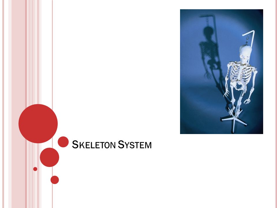 Skeleton System.