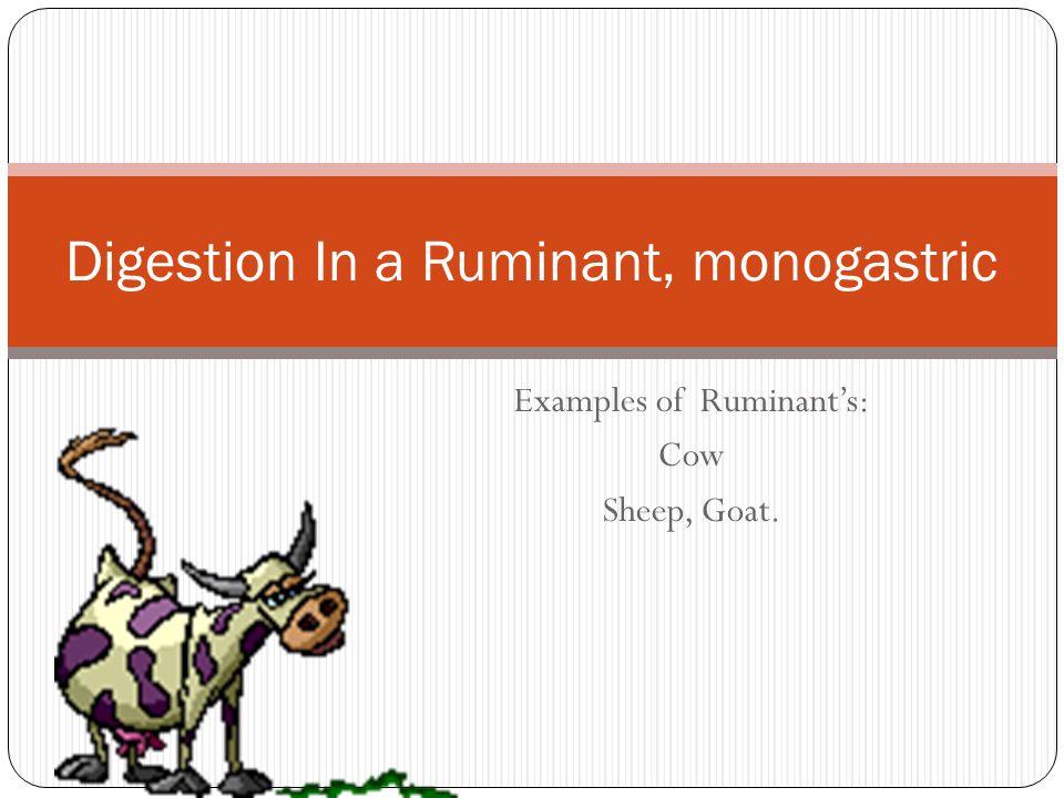 Digestion In a Ruminant, monogastric - ppt video online download