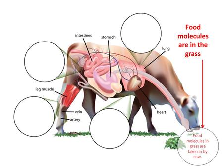 Food molecules in grass are taken in by cow. Food molecules are in the grass 1.