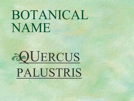 BOTANICAL NAME  QU ERCUS PALUSTRIS PRONUNCIATION  KUER - kus.