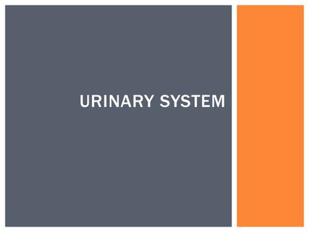 URINARY SYSTEM  To identify and describe the main organs of the urinary system  To describe the structure of a nephron.  To describe the 3 steps of.