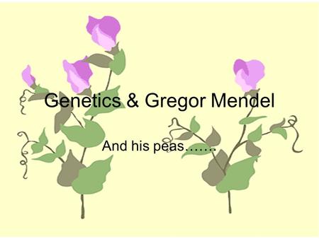 Genetics & Gregor Mendel And his peas…….. We all have questions about where we came from and how we got the traits we have. 1)Look around you. Do you.