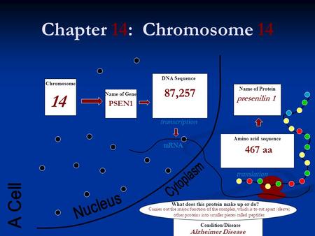 Chapter 14: Chromosome 14 mRNA transcription translation Amino acid sequence Name of Protein DNA Sequence Name of Gene Chromosome What does this protein.