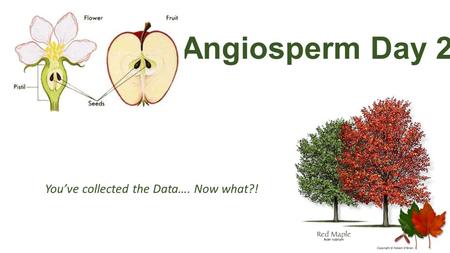 Angiosperm Day 2 You’ve collected the Data…. Now what?!