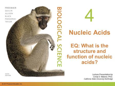 © 2017 Pearson Education, Inc. Lecture Presentation by Cindy S. Malone, PhD, California State University Northridge 4 Nucleic Acids EQ: What is the structure.